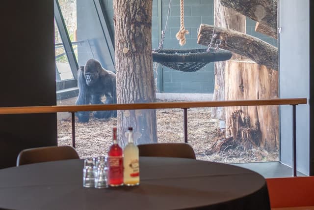 Gorilla behind glass in zoo habitat with trees and rope swing, seen from a dining area with drinks on a table.