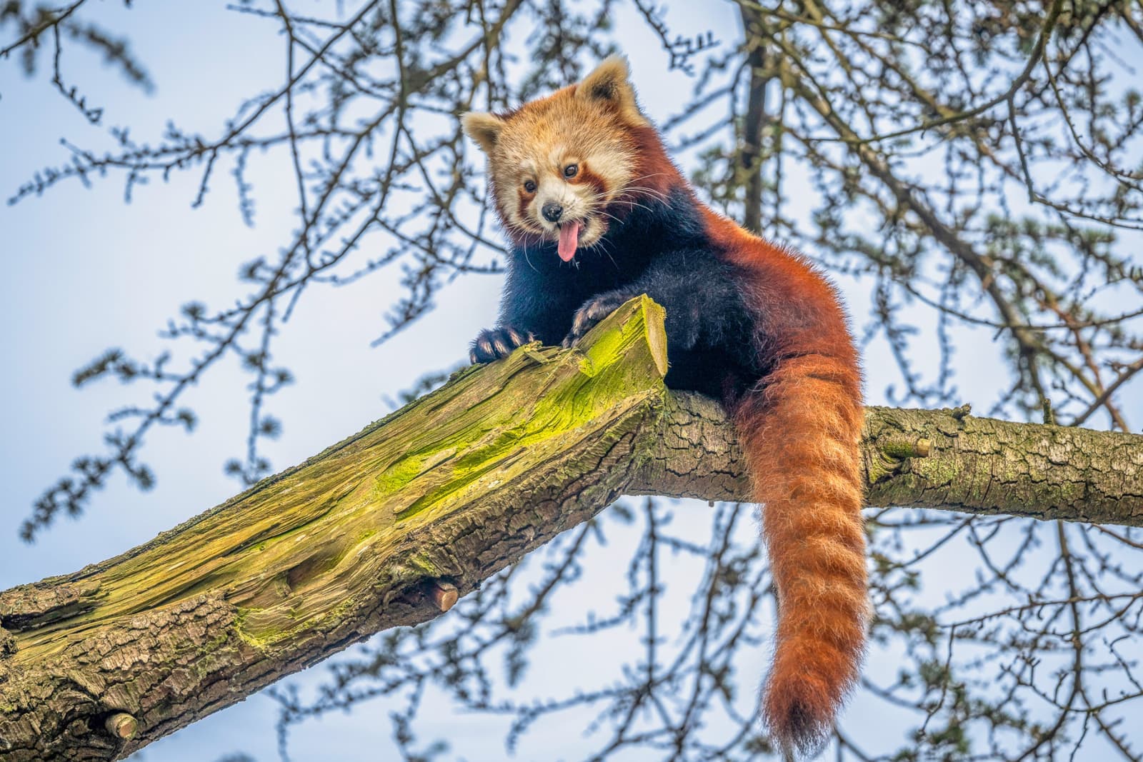 A red panda playfully sticks its tongue out while lounging on a tree branch against a clear sky.