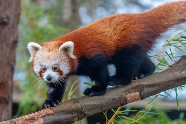 A red panda with russet fur and bushy tail walks cautiously along a tree branch, surrounded by green foliage.
