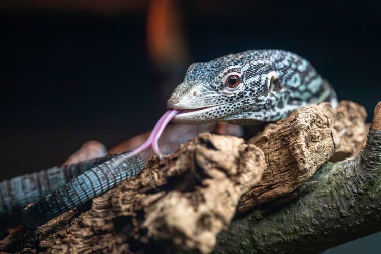 Close-up of a blue and black lizard with its tongue out, resting on a textured piece of wood in a dimly-lit environment.