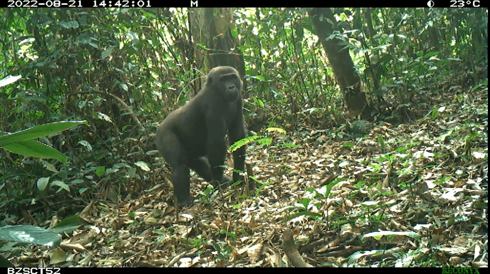 A gorilla stands in a lush, leafy forest, surrounded by trees and foliage.