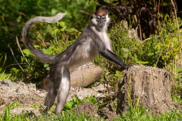 A monkey with a red-tufted head and long tail stands alert on a tree stump in a lush green environment.