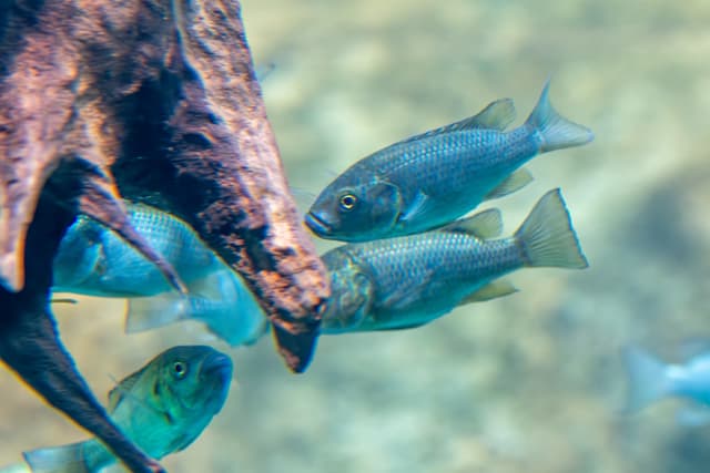 Several silver-blue fish swimming near a piece of driftwood in a clear aquarium.
