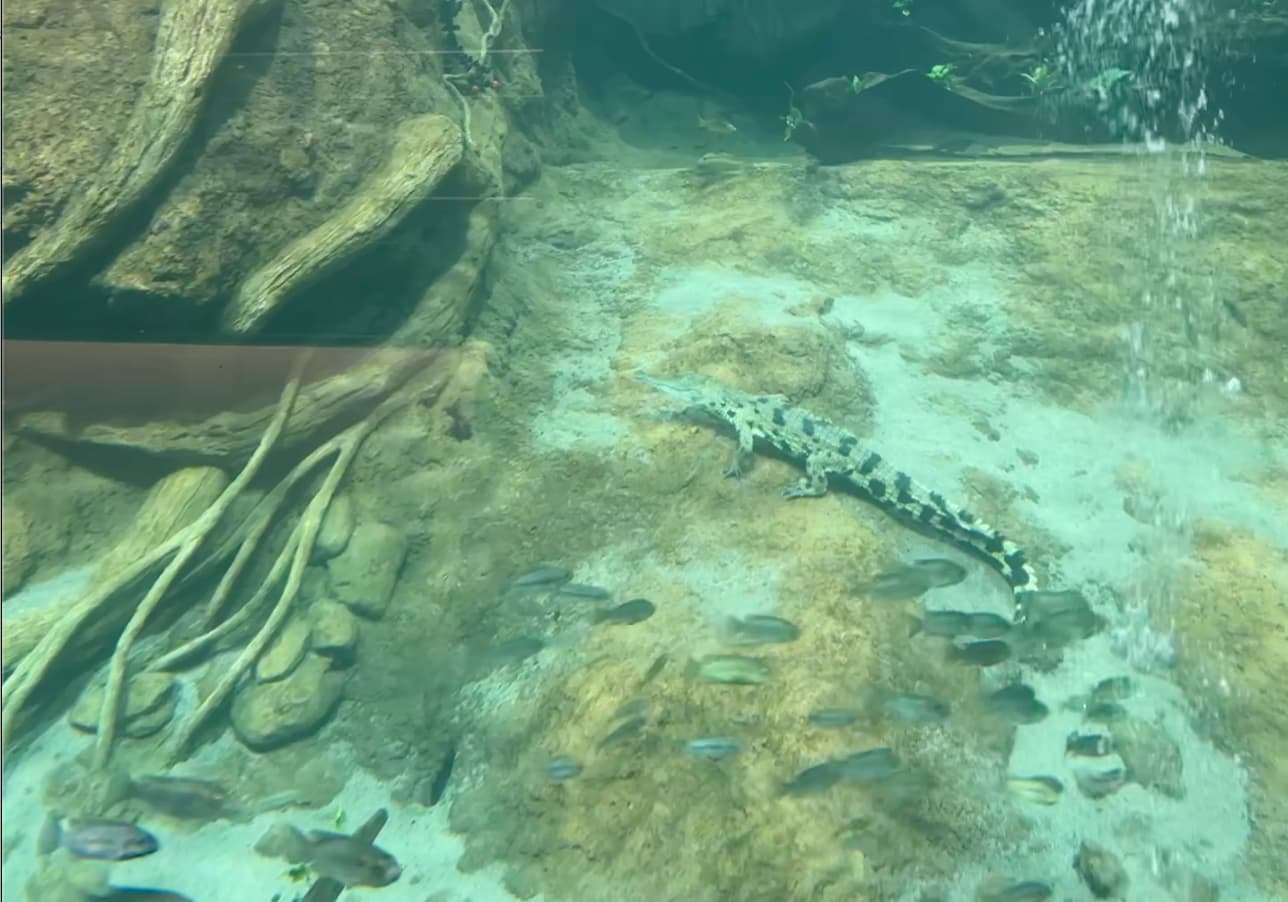 Crocodile resting underwater on a rocky surface surrounded by small fish and driftwood.