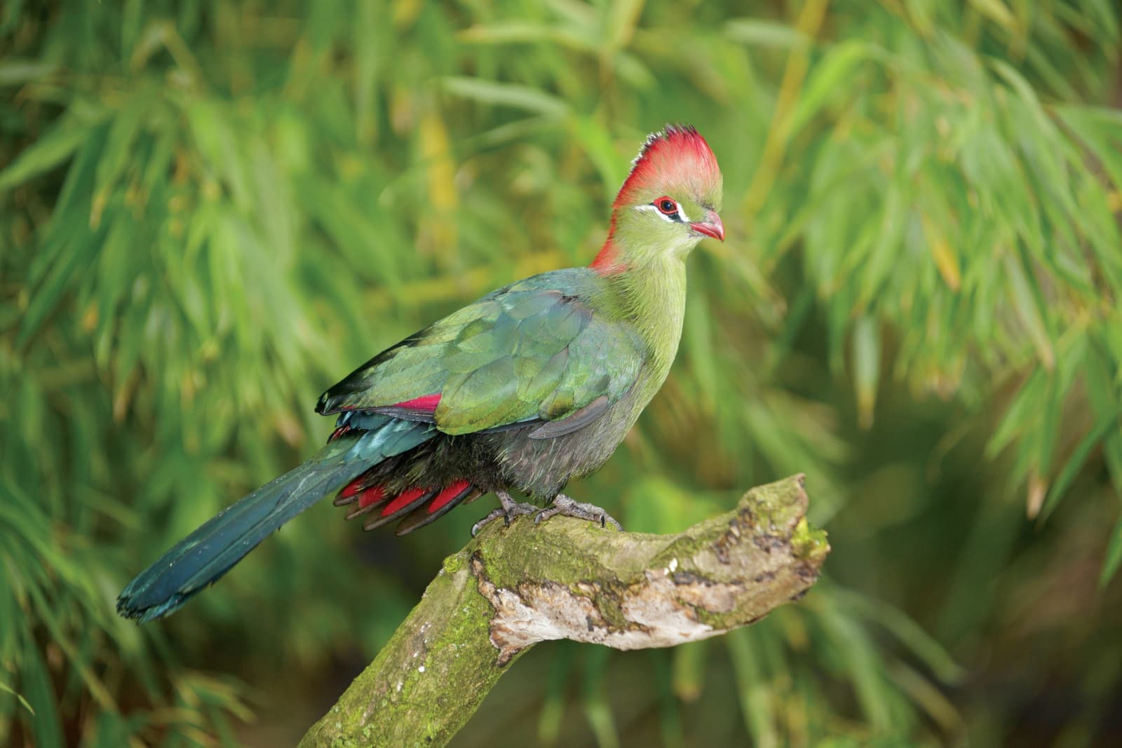 A vibrant green and red turaco perched on a tree branch, set against a blurred leafy background.