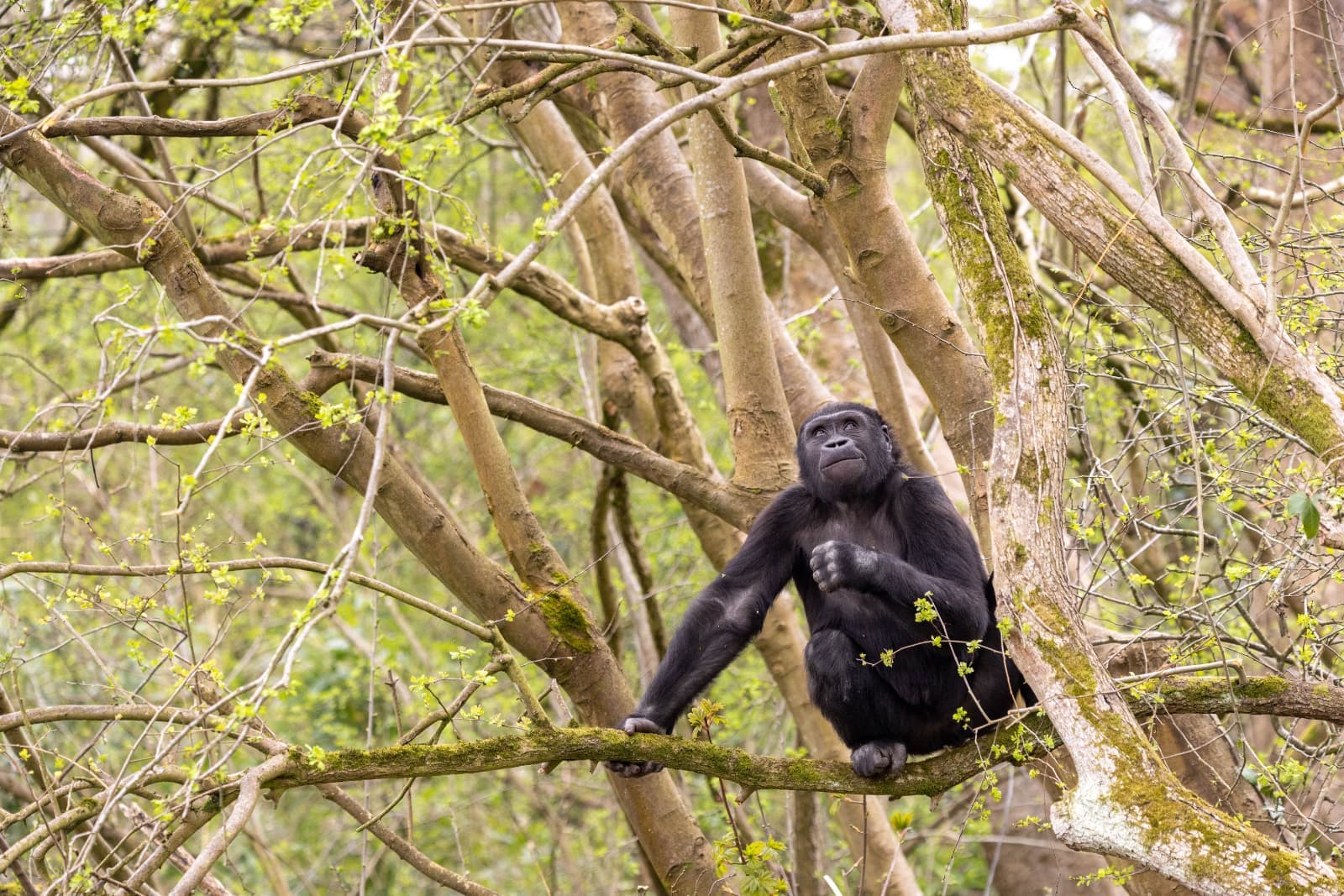 Gorilla sitting on a tree branch surrounded by lush green foliage, observing its surroundings in a forested area.