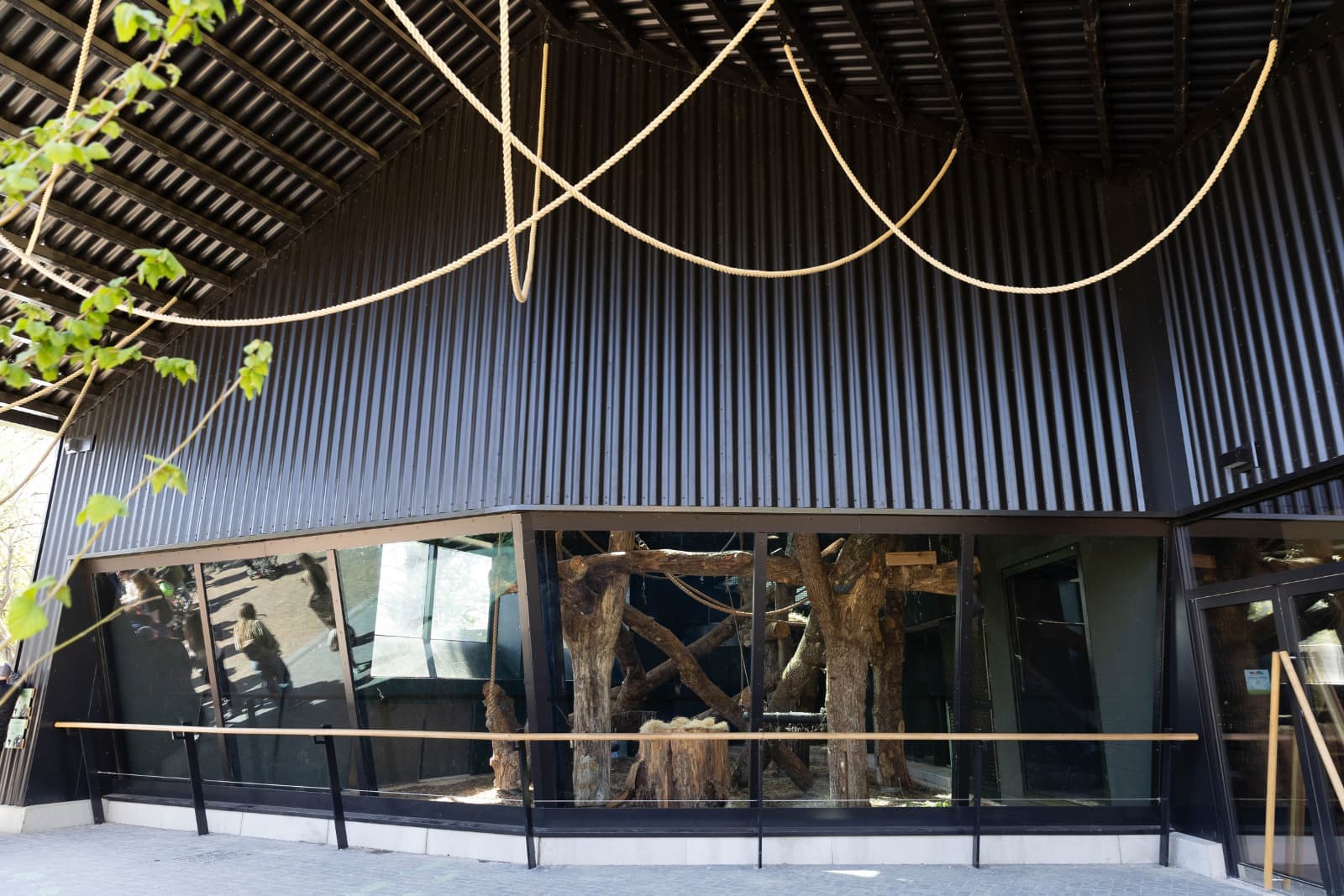 Exterior view of a modern zoo habitat with large glass windows, visible ropes, and tree branches inside.