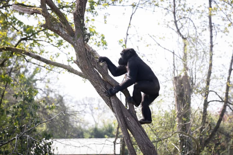 A gorilla climbing a tree in a forested area on a sunny day.