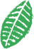 Green tropical leaf with detailed vein patterns on a white background.