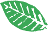 Illustration of a green, stylised leaf with bold, white veins, resembling a simplified design or logo on a transparent background.