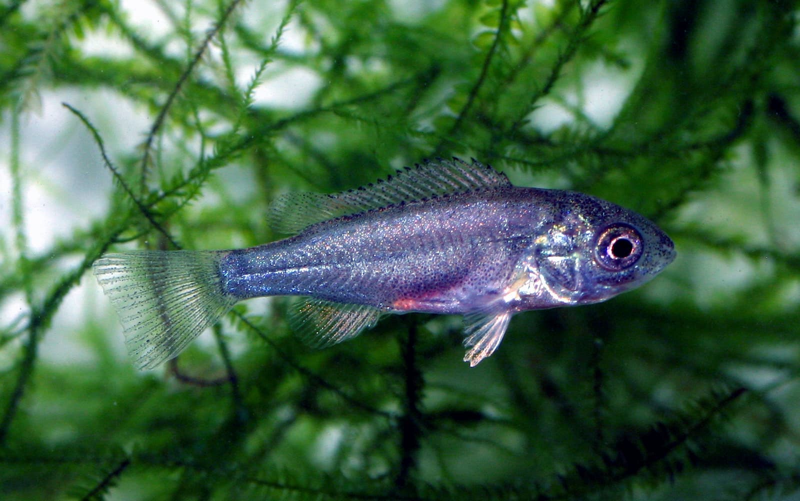 Silver fish swimming among green aquatic plants, with translucent fins and a visible eye.
