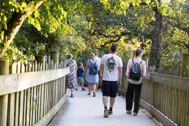 People walking on a wooden pathway surrounded by lush green trees, with sunlight filtering through the leaves.