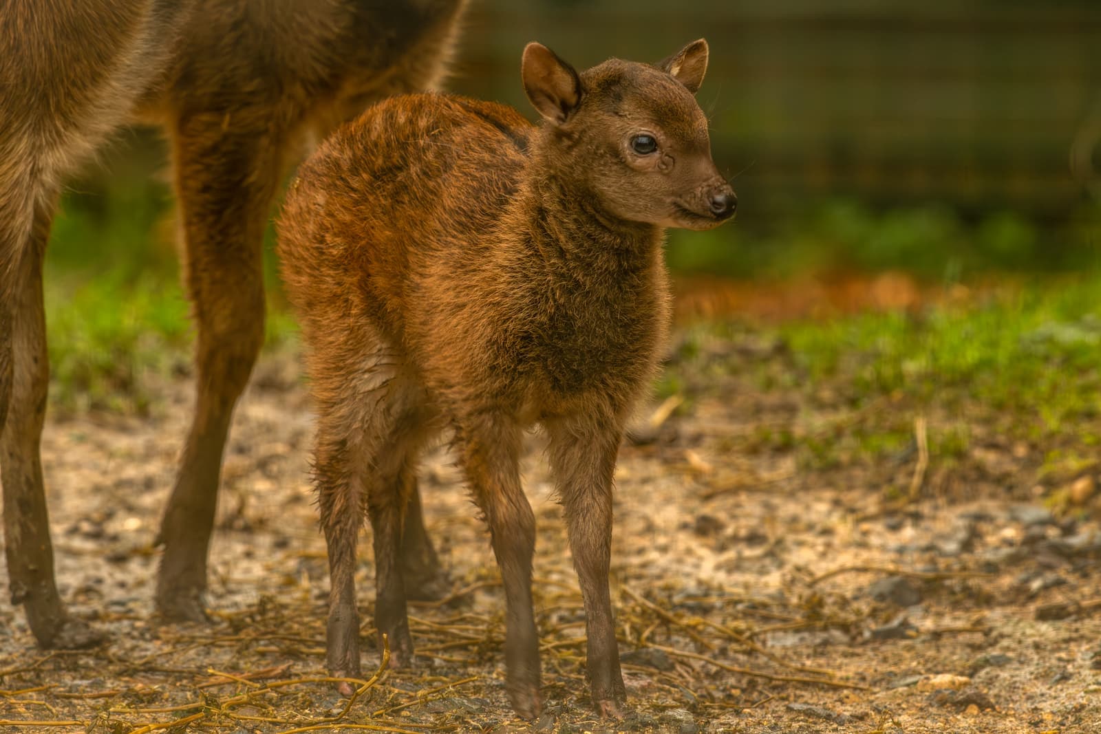 A small brown fawn stands on sandy ground with a blurred background of greenery. Another deer is partially visible beside it.