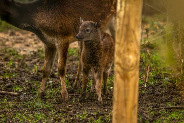 A young brown antelope stands closely beside an adult on grassy, muddy ground, with a wooden post partially visible in the foreground.