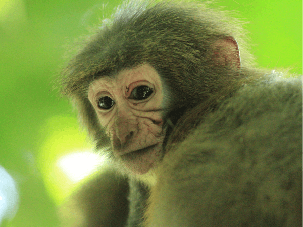 A Sanje mangabey looking at the camera