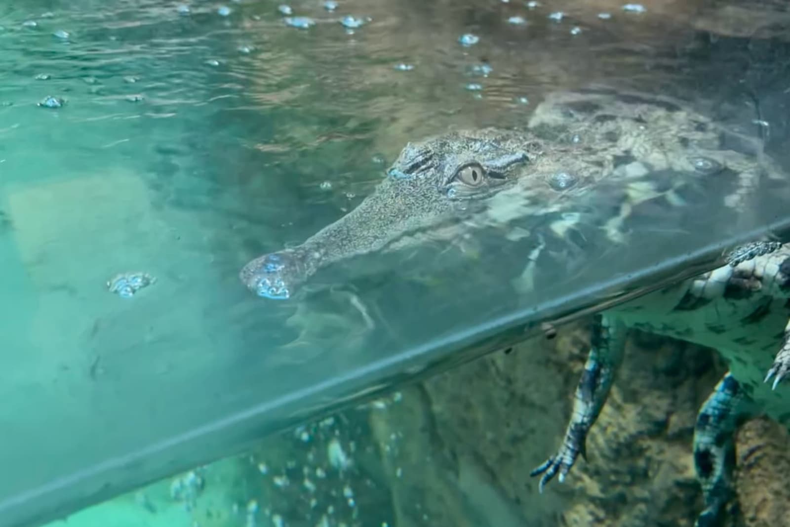 Crocodile partially submerged in clear water, with its eyes above the surface and legs visible below.