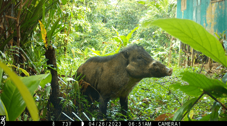 Warty pig stands in lush greenery near a teal building. The temperature reads 73°F, and it's early morning.